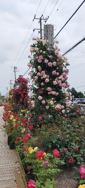 f:id:bluemoonbell:20210517104559j:image