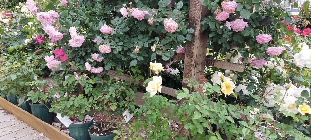 f:id:bluemoonbell:20210517104620j:image