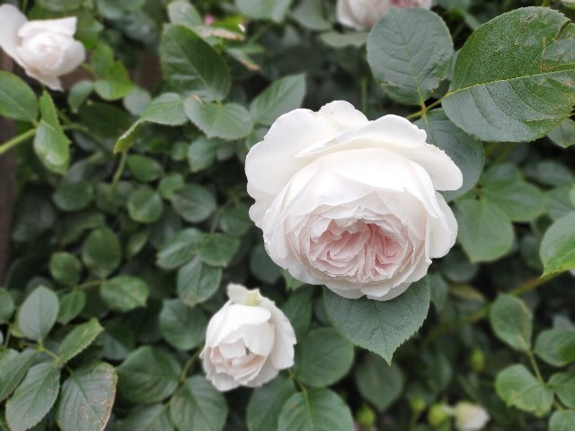 f:id:bluemoonbell:20210517104629j:image