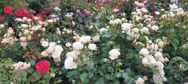 f:id:bluemoonbell:20210517104712j:image