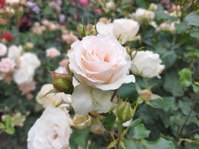 f:id:bluemoonbell:20210517104725j:image