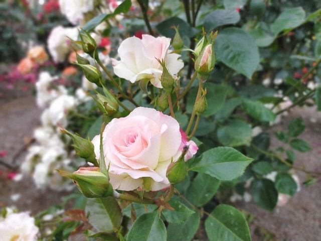 f:id:bluemoonbell:20210517104734j:image