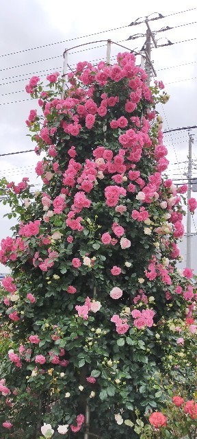 f:id:bluemoonbell:20210517104743j:image