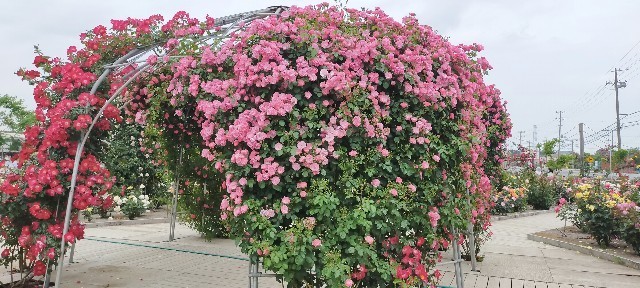 f:id:bluemoonbell:20210517104755j:image