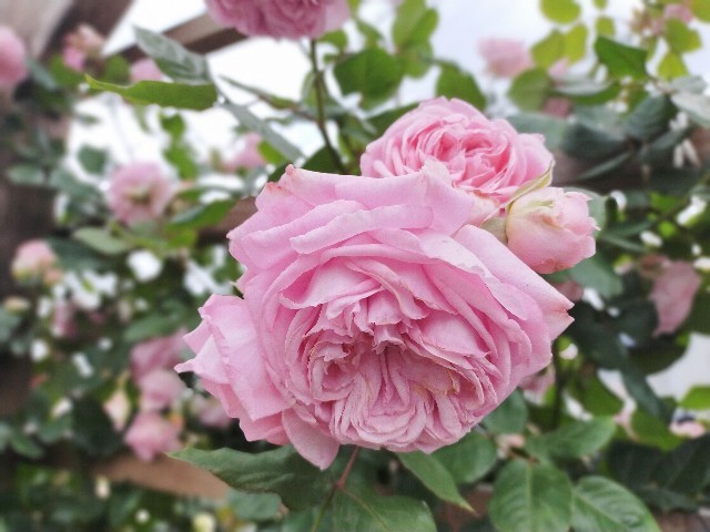 f:id:bluemoonbell:20210517104812j:image