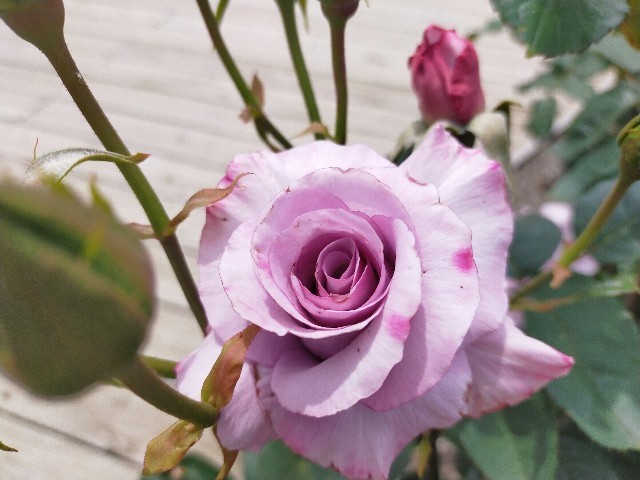 f:id:bluemoonbell:20210517104845j:image