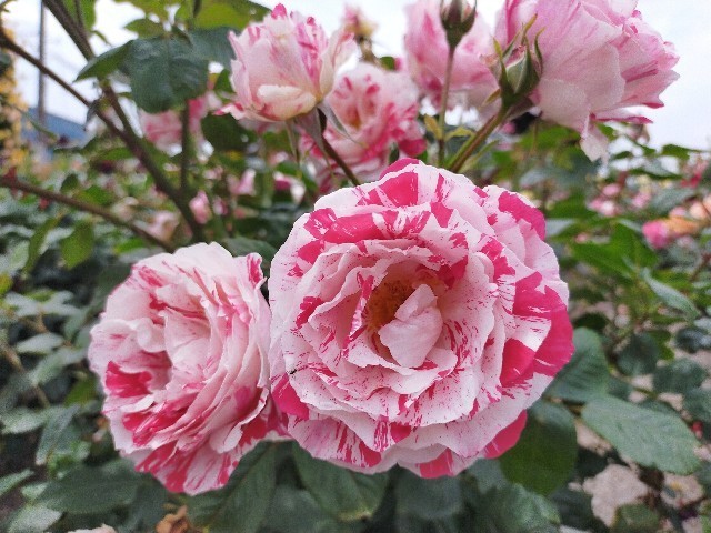 f:id:bluemoonbell:20210517104853j:image