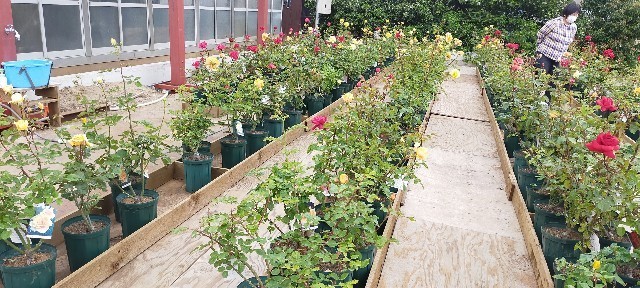 f:id:bluemoonbell:20210517105846j:image