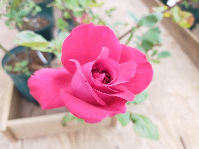 f:id:bluemoonbell:20210517105854j:image