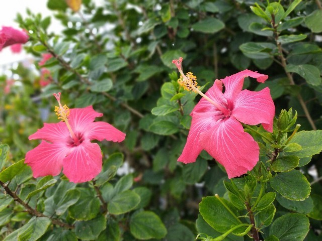 f:id:bluemoonbell:20210521202317j:image