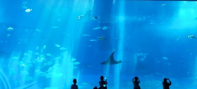 f:id:bluemoonbell:20210527093649j:image f:id:bluemoonbell:20210527093649j:image