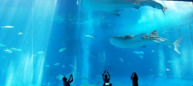 f:id:bluemoonbell:20210527093715j:image f:id:bluemoonbell:20210527093715j:image