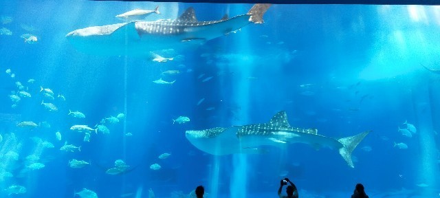 f:id:bluemoonbell:20210527093725j:image f:id:bluemoonbell:20210527093725j:image