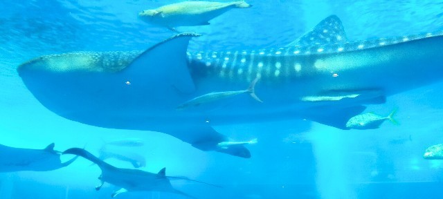 f:id:bluemoonbell:20210527093742j:image f:id:bluemoonbell:20210527093742j:image