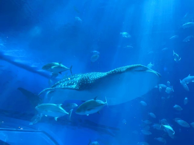 f:id:bluemoonbell:20210527093801j:image f:id:bluemoonbell:20210527093801j:image