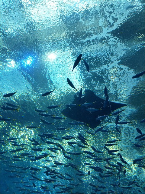 f:id:bluemoonbell:20210527093916j:image f:id:bluemoonbell:20210527093916j:image