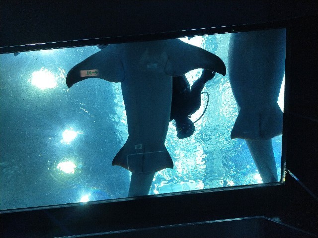 f:id:bluemoonbell:20210527093939j:image f:id:bluemoonbell:20210527093939j:image