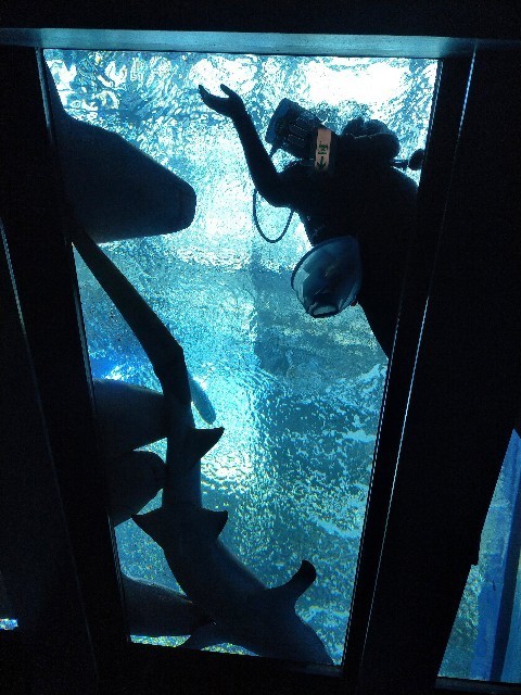 f:id:bluemoonbell:20210527094000j:image f:id:bluemoonbell:20210527094000j:image