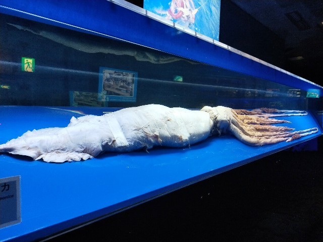 f:id:bluemoonbell:20210527094513j:image f:id:bluemoonbell:20210527094513j:image