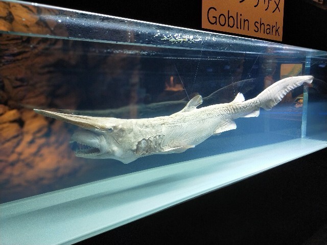 f:id:bluemoonbell:20210527094533j:image f:id:bluemoonbell:20210527094533j:image