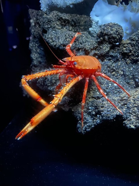 f:id:bluemoonbell:20210527094621j:image f:id:bluemoonbell:20210527094621j:image