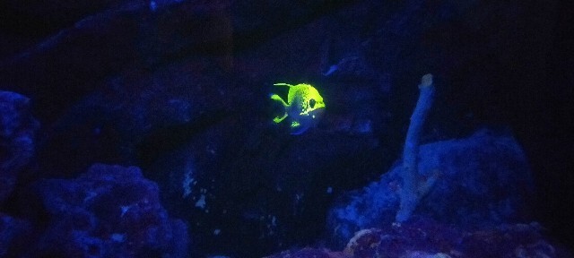 f:id:bluemoonbell:20210527094631j:image f:id:bluemoonbell:20210527094631j:image