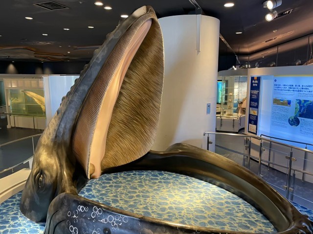 f:id:bluemoonbell:20210527094952j:image f:id:bluemoonbell:20210527094952j:image