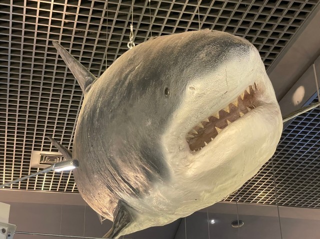 f:id:bluemoonbell:20210527095000j:image f:id:bluemoonbell:20210527095000j:image