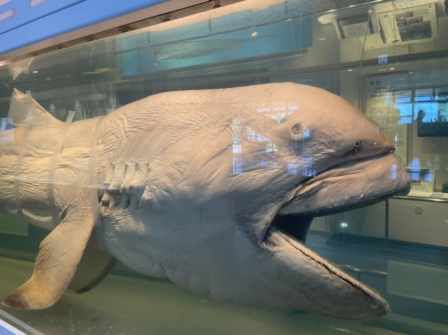 f:id:bluemoonbell:20210527095009j:image f:id:bluemoonbell:20210527095009j:image