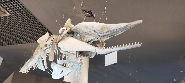 f:id:bluemoonbell:20210527095102j:image f:id:bluemoonbell:20210527095102j:image