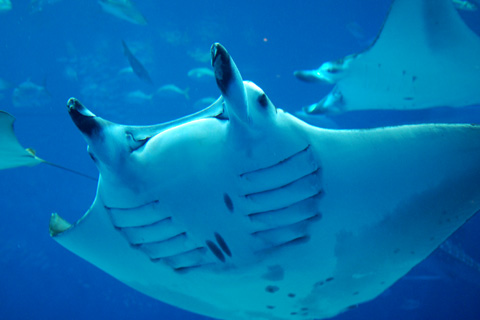 f:id:bluemoonbell:20210527151655p:plain