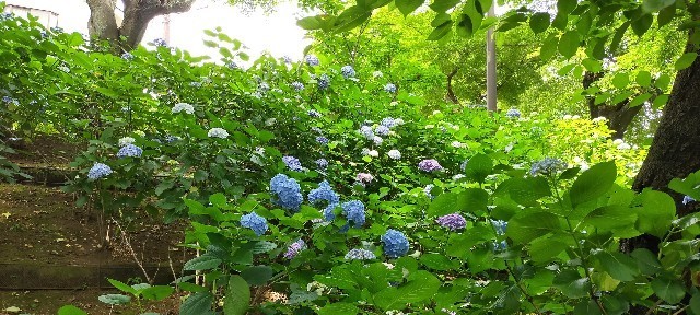 f:id:bluemoonbell:20210614144704j:image