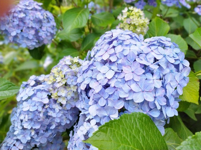 f:id:bluemoonbell:20210614144718j:image