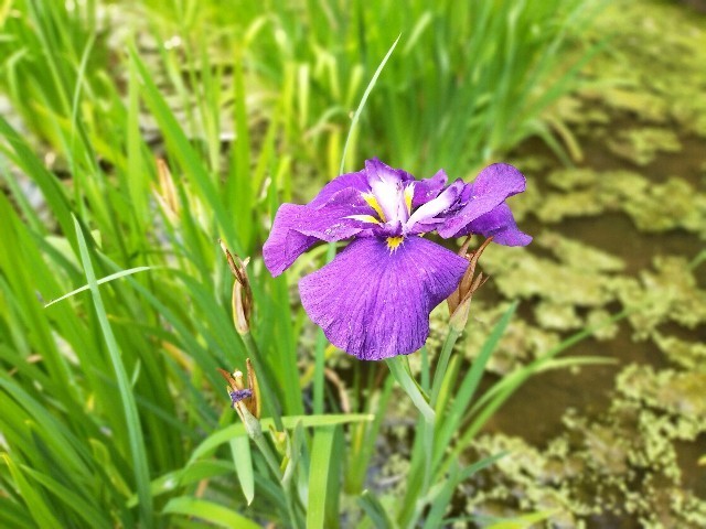 f:id:bluemoonbell:20210614145614j:image