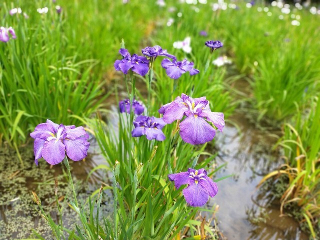 f:id:bluemoonbell:20210614145623j:image