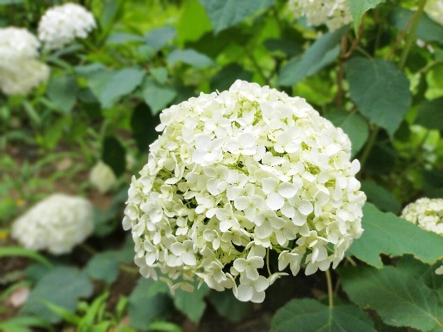 f:id:bluemoonbell:20210614145631j:image