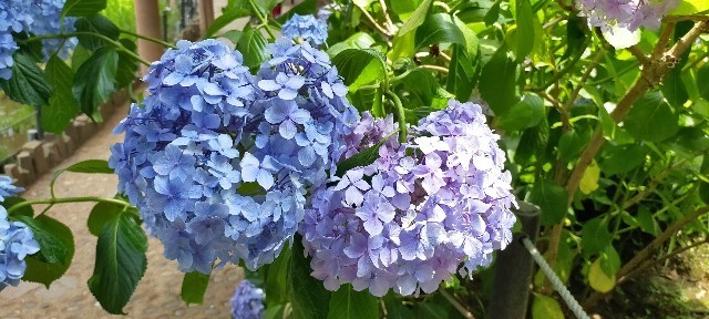 f:id:bluemoonbell:20210614150049j:image