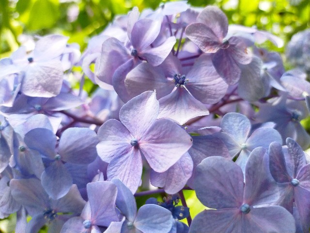 f:id:bluemoonbell:20210614150056j:image