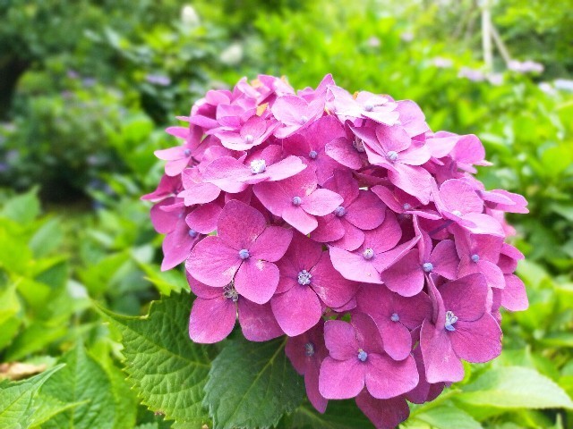f:id:bluemoonbell:20210614150510j:image