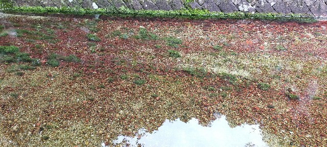 f:id:bluemoonbell:20210714115329j:image