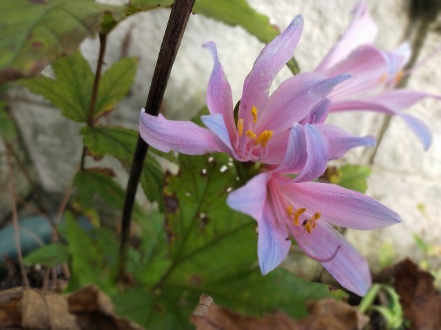 f:id:bluemoonbell:20210824184232j:image f:id:bluemoonbell:20210824184232j:image