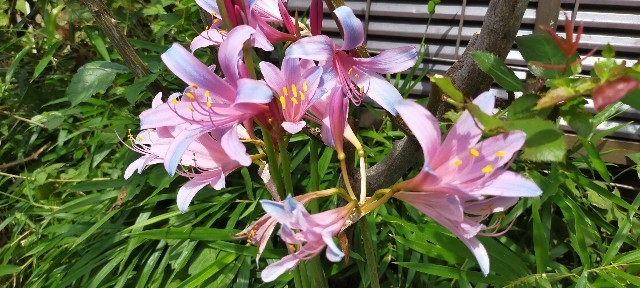 f:id:bluemoonbell:20210824184251j:image f:id:bluemoonbell:20210824184251j:image