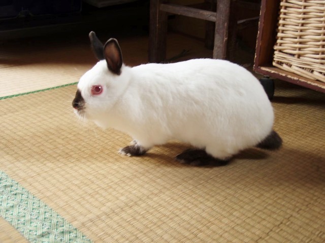 f:id:bluemoonbell:20210830090011j:image