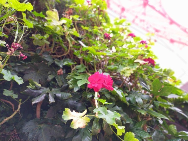 f:id:bluemoonbell:20211006104608j:image f:id:bluemoonbell:20211006104608j:image