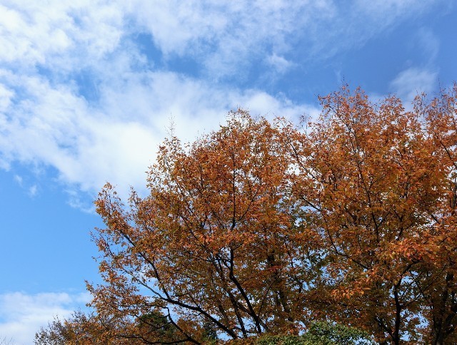 f:id:bluemoonbell:20211115122026j:image f:id:bluemoonbell:20211115122026j:image