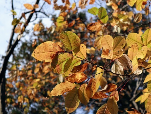 f:id:bluemoonbell:20211115122033j:image f:id:bluemoonbell:20211115122033j:image