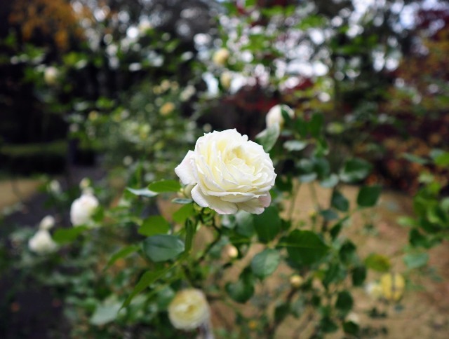 f:id:bluemoonbell:20211115122040j:image f:id:bluemoonbell:20211115122040j:image