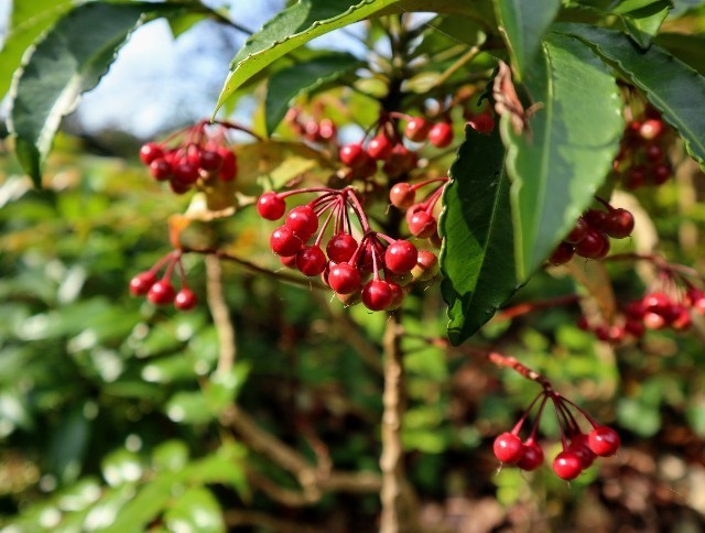 f:id:bluemoonbell:20211115122049j:image f:id:bluemoonbell:20211115122049j:image