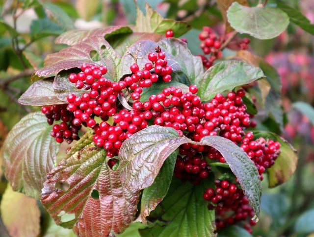 f:id:bluemoonbell:20211115122057j:image f:id:bluemoonbell:20211115122057j:image