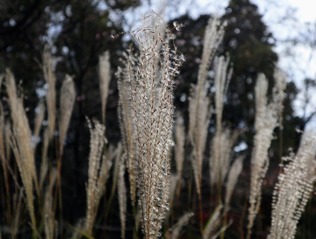 f:id:bluemoonbell:20211115122115j:image f:id:bluemoonbell:20211115122115j:image